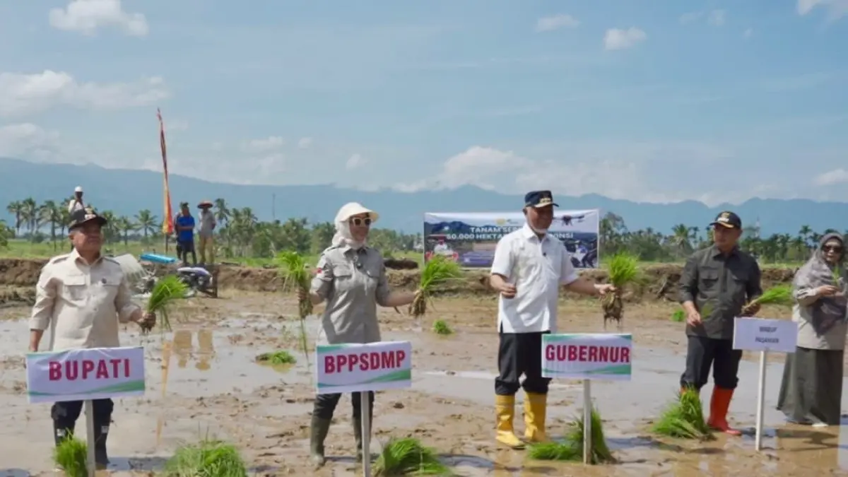 Tanam Padi Serempak: Langkah Antisipatif Hadapi Kekeringan 2026